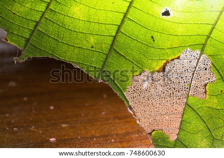 Close up of green Teak leaf tissue has been eaten up between veins it made beautiful texture and structure of veins.