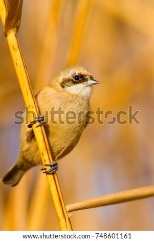 Cute bird. Yellow nature background. 
