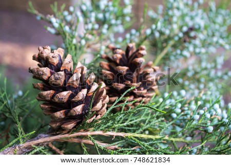 Christmas and New Year Background Christmas Tree Branch with Cones