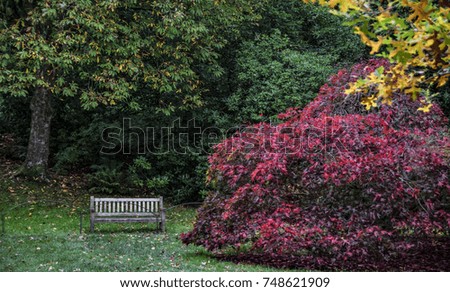 Lonely bench among colorful trees.