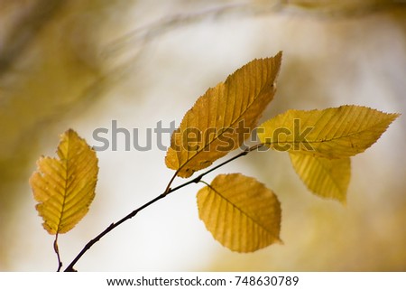 Autumn yellow leaves for background. 