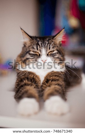 Serious laying cat, selective focus