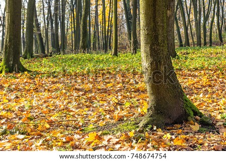 Park in the autumn (Poland)
