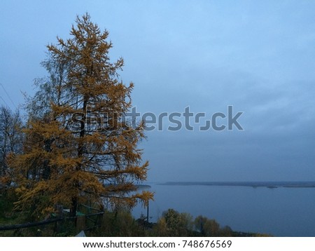 Beautiful view of a very wide river at dusk. Yellow spruce on a cliff, rickety wooden hedge. In the twilight the blue river merges with the blue sky with a tight cloud. The mist on horizon.