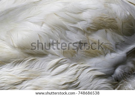 Detailed macro picture of swan fur. texture, background.
