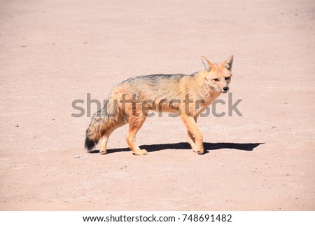 Fox in Chilean Desert. Royalty-Free Stock Photo #748691482