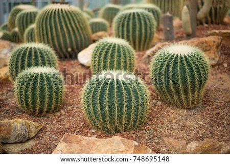 Sphere green cactus on the small rock ground in the botanic garden for plantation tree flower and many plant for tourist student or people seeing.