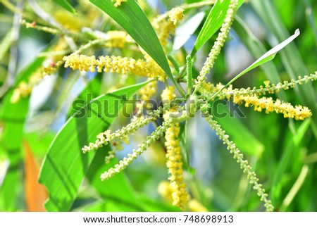 Acacia auriculiformis (Black wattle, Wattle, Auri, Earleaf acacia) ; A colorful abound of Yellow small blossom together into a bouquet of flowers like a tuft. Enhance beauty with green leaf. fragrance