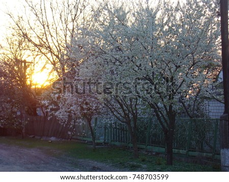 Sunset against a backdrop of blossoming cherries. Photo.