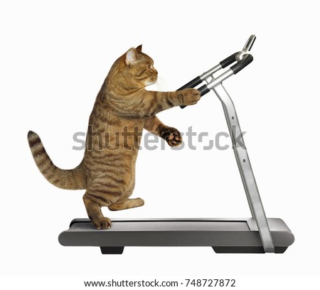 The athlete cat is on a treadmill. White background.