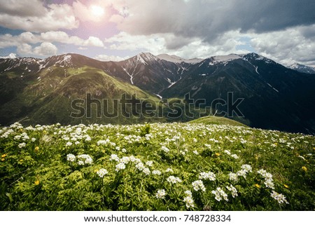 Alpine meadows with rhododendron flowers. Location Svaneti, Georgia country, Europe. Main Caucasian ridge. Scenic image of wild area. Discover the beauty of earth. Excellent wallpapers. Moody picture