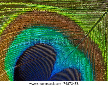 Detailed photo of a beautiful vivid peacock feather