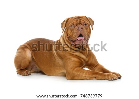 beautiful bordeaux dogue dog Royalty-Free Stock Photo #748739779