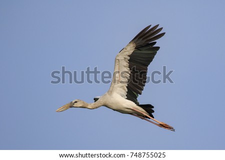 Image of an Asian openbill stork(Anastomus oscitans) flying in the sky. Bird, Wild Animals.