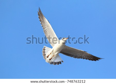 Seagull flying in the blue sky. Black-Headed Gull