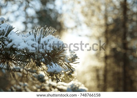 A pine branch covered with snow in the forest on a sunny day.