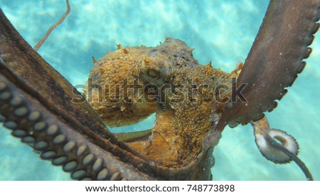 Underwater photo of small octopus in turquoise tropical sea