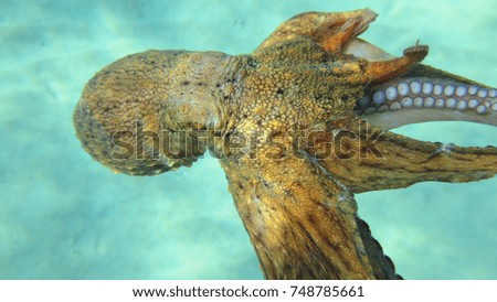 Underwater photo of small octopus in turquoise tropical sea