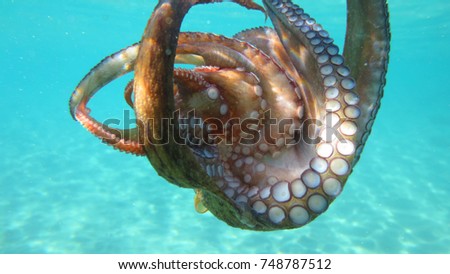 Underwater photo of small octopus in turquoise tropical clear waters