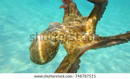 Underwater photo of small octopus in turquoise tropical clear waters