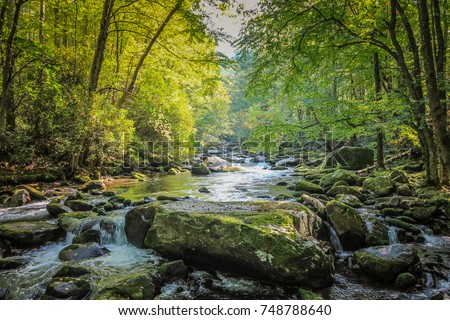 Stream Flowing through Woods in Tennessee near Gatlinburg