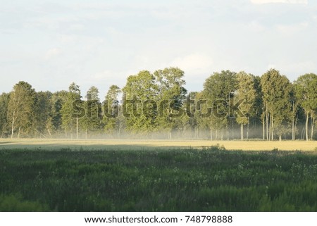 summer landscape, mysterious foggy morning in a field near the forest, retro vintage