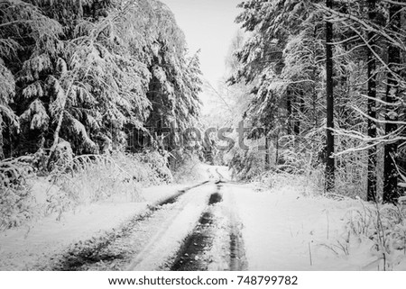 Winter forest road (landscape)