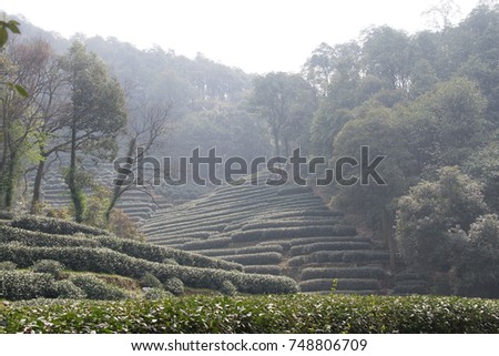 Longjing Dragon Well Tea fields on hillside in Longjing Village, Hangzhou China