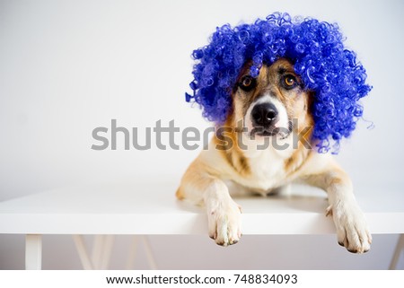 Dog in a party hat