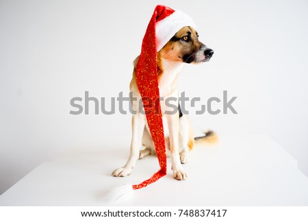 Christmas with a dog