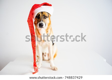 Christmas with a dog