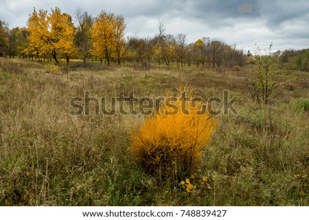 Autumn colors. Autumn time is very melancholic and beautiful. The leaves of the trees are decorated with bright colors. Yellow, orange and red foliage, even on a cloudy day, gives positive emotions.