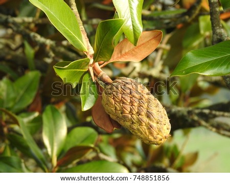Magnola tree (magnolia grandiflora) fruit