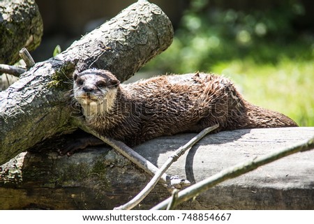otter on wood