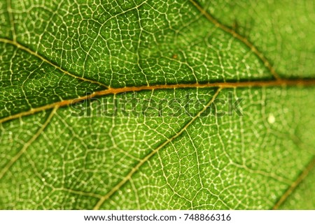 macro photograph of a birch leaf under the sun. detailing at the cell level. fresh juicy positive green color.