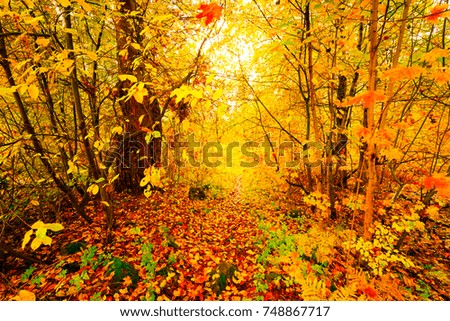 Autumn in the deciduous forest, the path passes through the trees