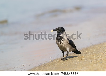 Grey crow (lat. Corvus cornix) with a slice of bread is on the sandy beach. Blurred background