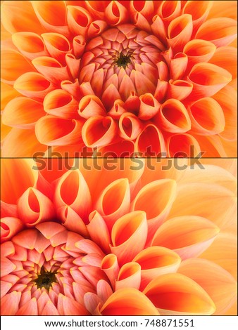 Orange flower petals, close up and macro of chrysanthemum, beautiful abstract background.