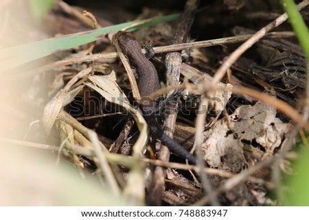 a macro of a black lizard in its habitat. reptile close up. black terrible creature disguises itself in dry grass