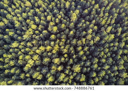 Green pine forest from above, aerial view.