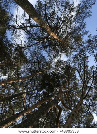 Pine trees look up