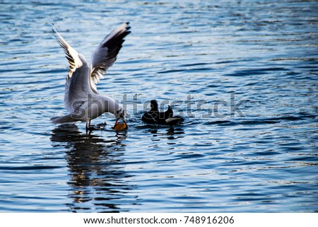 Seagull taking bread from a moorhen