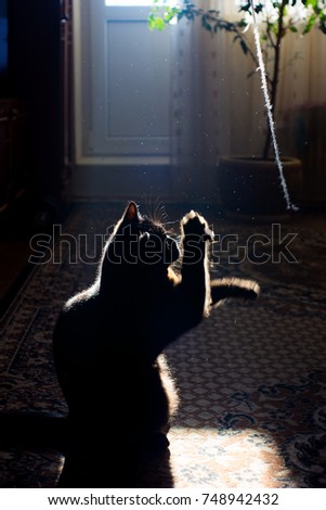 Playful black kitten. Purebred British Shorthair cat. Silhouette of pet in backlight in dark room