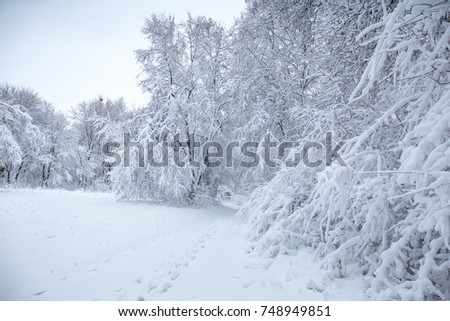 Beautiful winter snowy landscape in the park