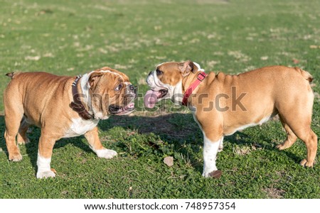 Playful couple of English bulldogs in the park 
