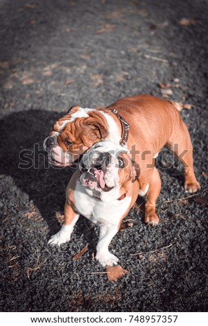Couple of English bulldogs playing outdoor 
