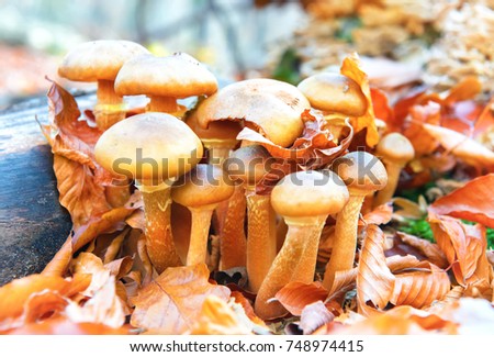 Mushrooms honey fungus (armillaria mellea) in the forest