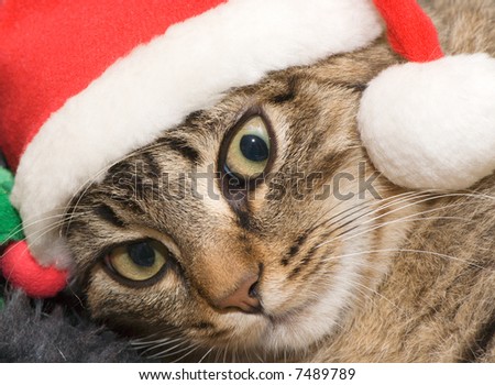Small kitten in a cap the Santa Claus
