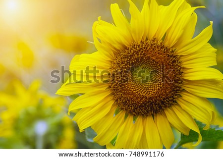 field of blooming sunflowers in the morning