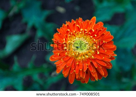 Beautiful brightly colored flowers in winter